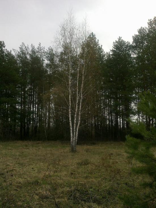 Собичеве з panoramio.com - Собичево