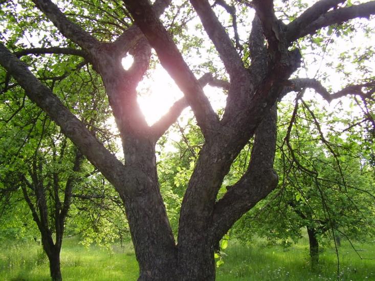 Коржівці з panoramio.com - Коржевцы