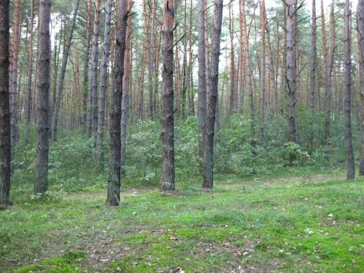 Великі Мости з panoramio.com - Великі Мости