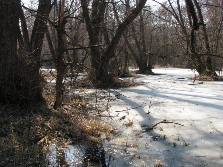 Підлісне з panoramio.com - Pidlisne