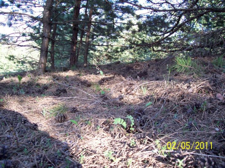 Пискунівка з panoramio.com - Pyskunivka