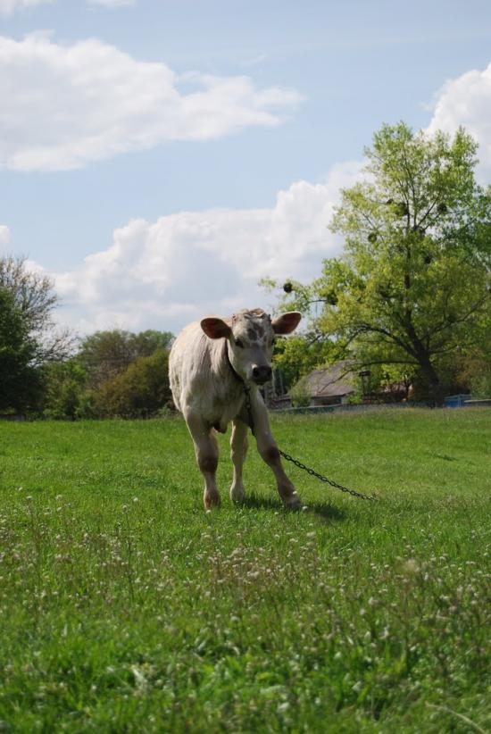 Ждани з panoramio.com - Ждани