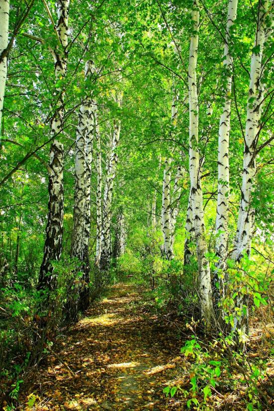 Тарасівка з panoramio.com - Тарасовка