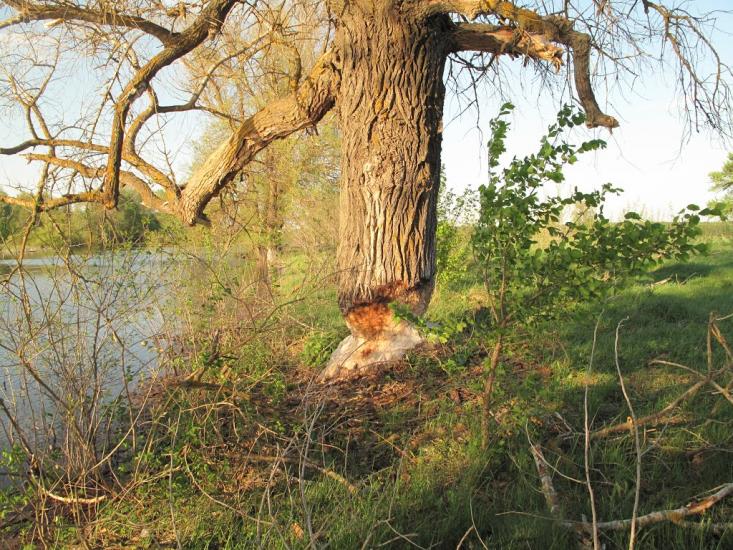 Остер з panoramio.com - Oster