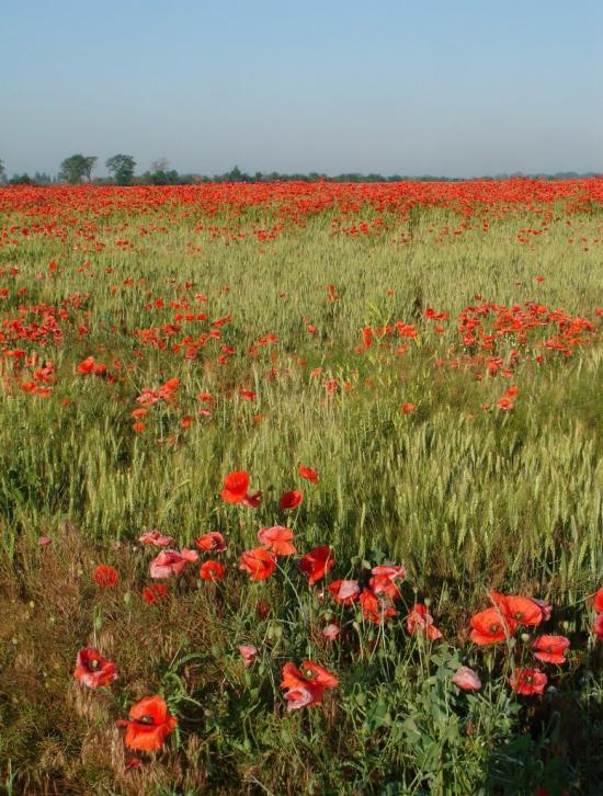 Тарасівка з panoramio.com - Тарасівка