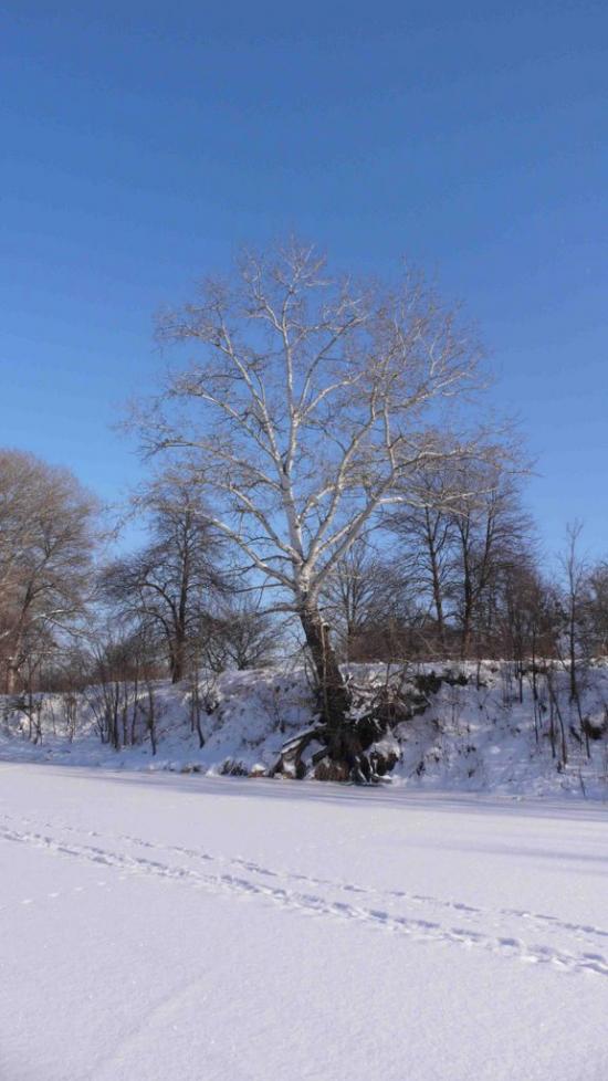 Синичине з panoramio.com - Synychyne