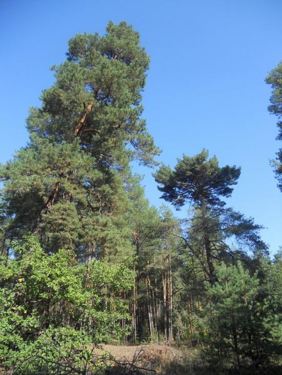 Черкаське з panoramio.com - Черкаське