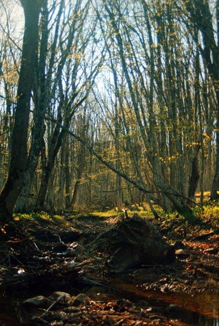 Поляна з panoramio.com - Поляна