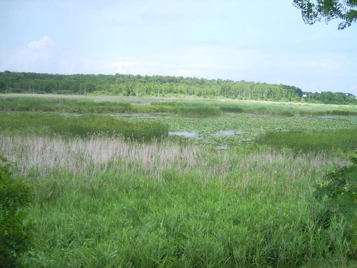 Сорока з panoramio.com - Сорока