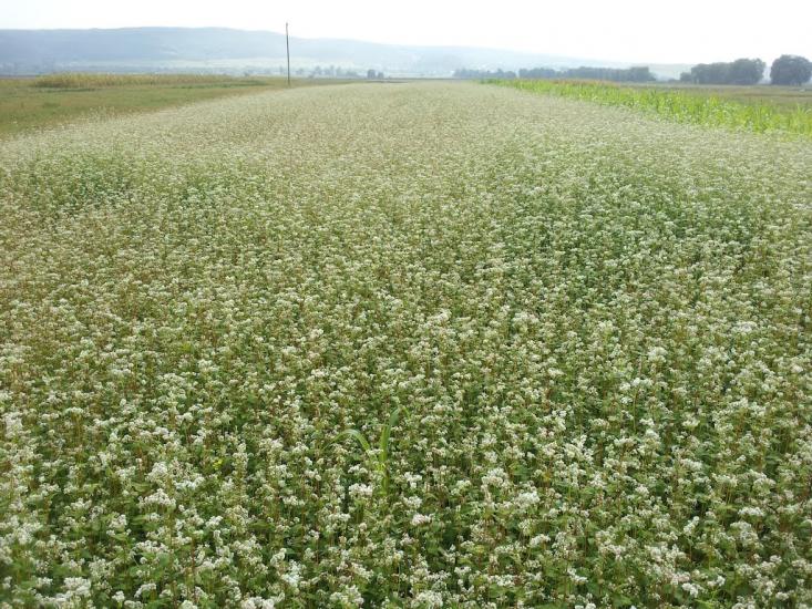 Кривичі з panoramio.com - Кривичи