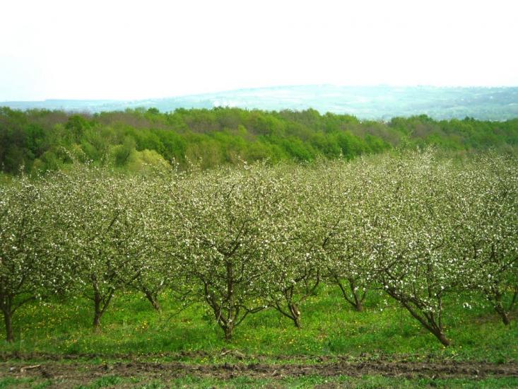 Ванчиківці з panoramio.com - Ванчиковцы