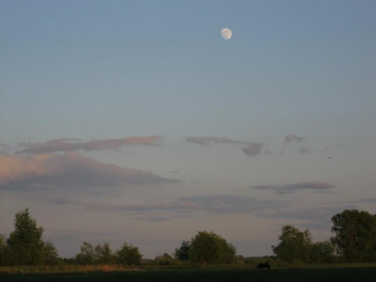 Сосниця з panoramio.com - Сосниця