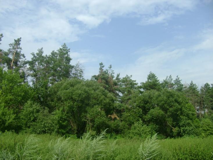 Березань з panoramio.com - Berezan