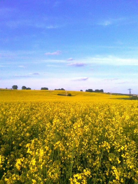 Великі Грибовичі з panoramio.com - Великі Грибовичі