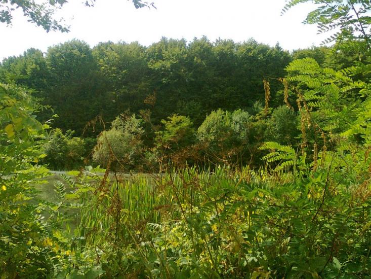 Топорівці з panoramio.com - Топорівці