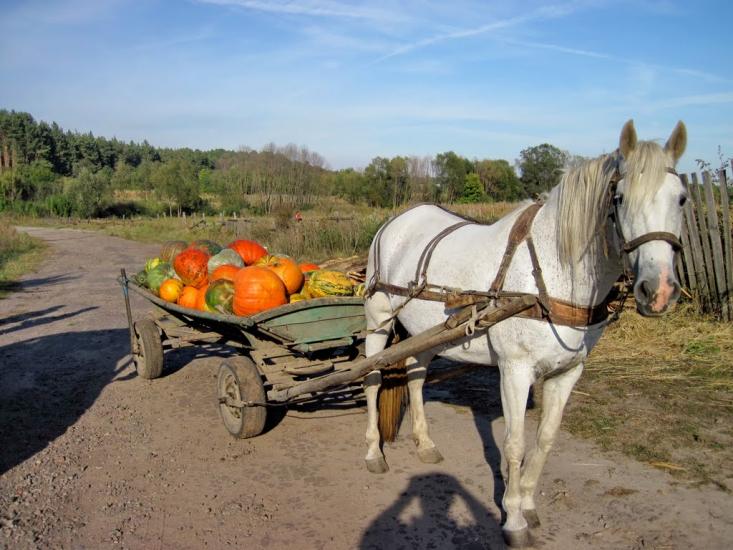 Дмитрівка з panoramio.com - Дмитровка