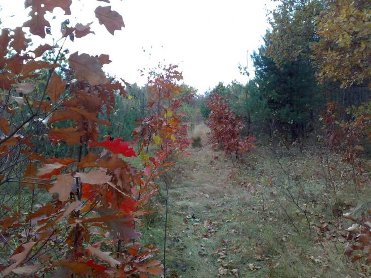 Камінь-Каширський з panoramio.com - Камінь-Каширський
