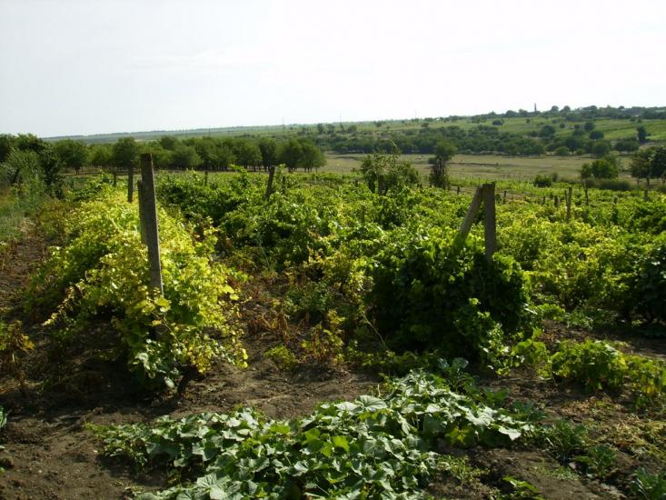 Червоноармійське з panoramio.com - Червоноармійське