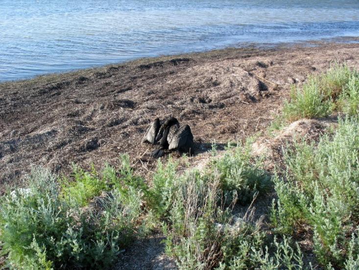 Хорли з panoramio.com - Хорли