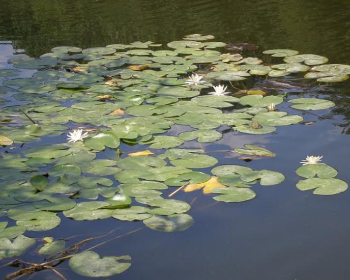 Литвинівка з panoramio.com - Литвиновка