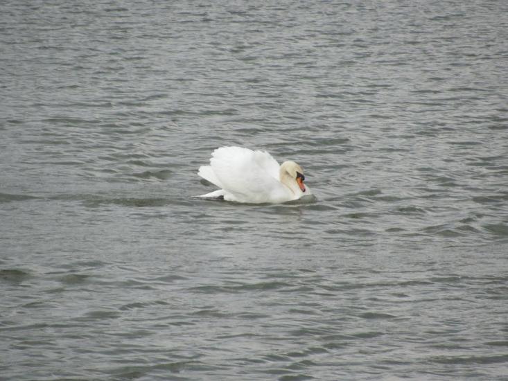 Довжок з panoramio.com - Довжок