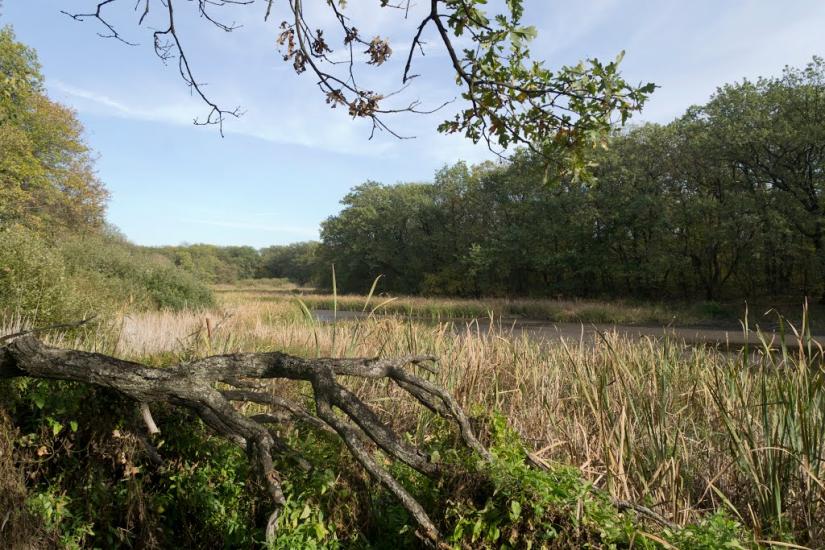 Підлісне з panoramio.com - Pidlisne
