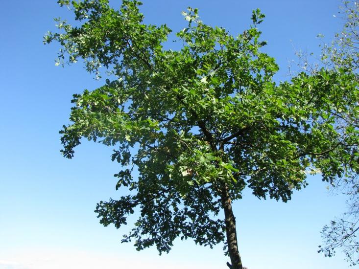 Яреськи з panoramio.com - Яреськи