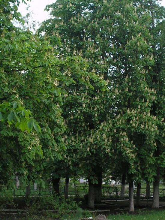 Вугледар з panoramio.com - Vugledar