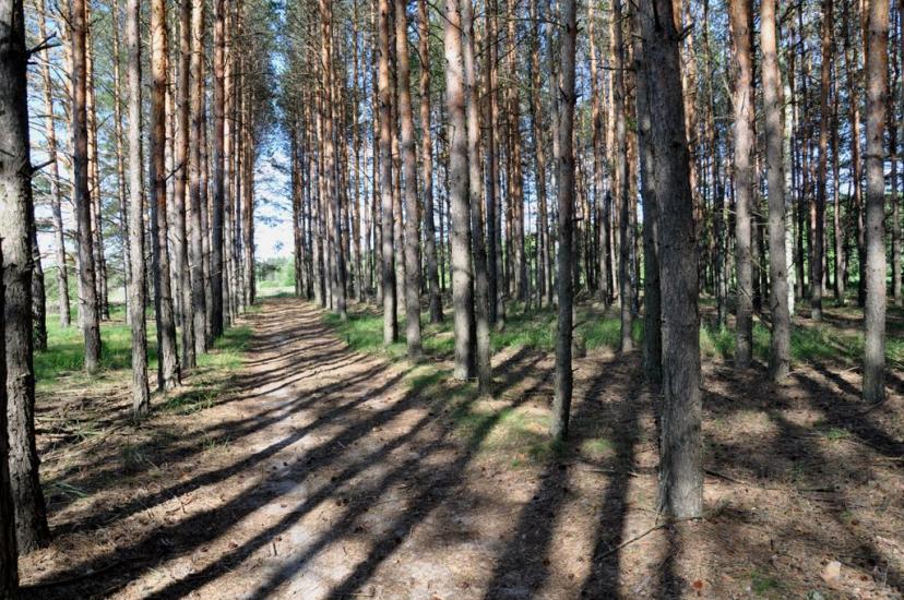 Рудня-Шпилівська з panoramio.com - Рудня-Шпилевская