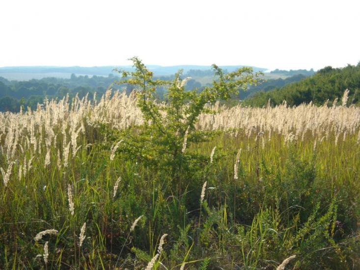 Нагірне з panoramio.com - Нагірне