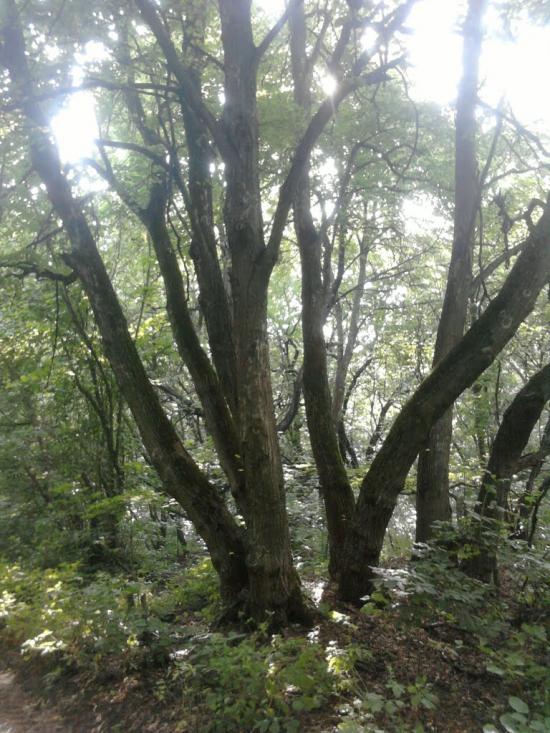 Гвардійське з panoramio.com - Гвардійське