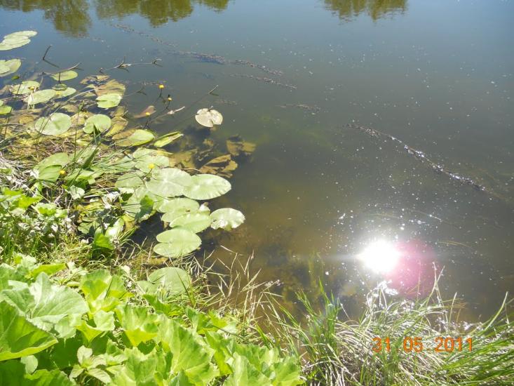 Перевіз з panoramio.com - Перевіз