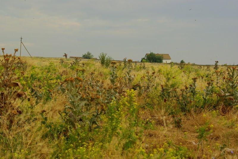 Олександрівка з panoramio.com - Олександрівка