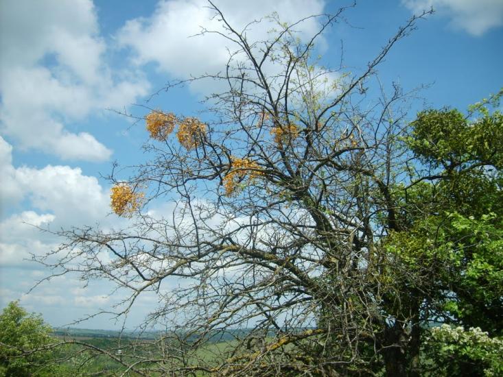 Вила з panoramio.com - Vyla