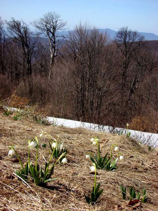 Сопки з panoramio.com - Сопки