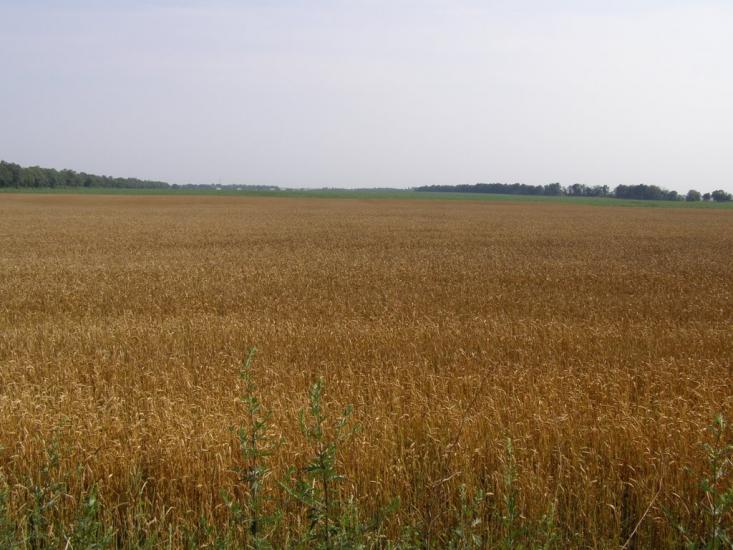 Пінчуки з panoramio.com - Пинчуки