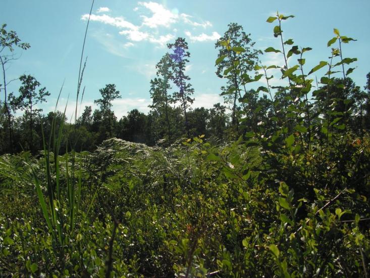 Коцюри з panoramio.com - Коцюри