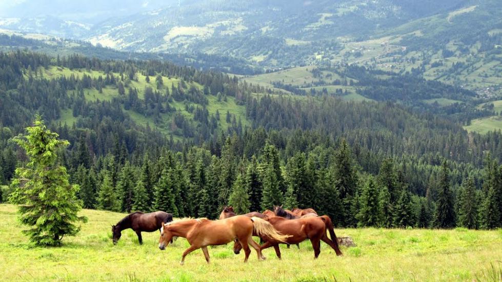 Завийка з panoramio.com - Zavyyka