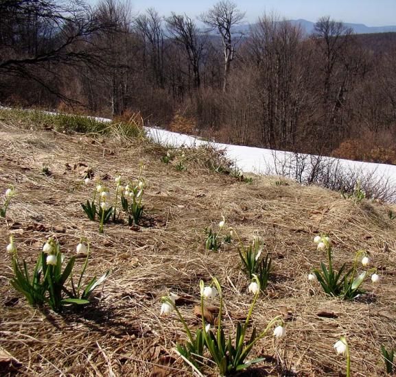 Сопки з panoramio.com - Сопки