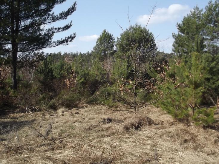 Яворів з panoramio.com - Яворов