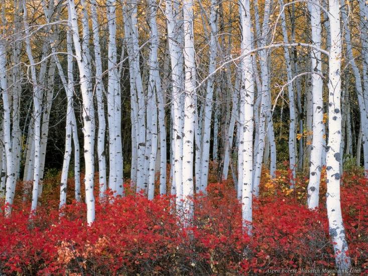 Ванчиківці з panoramio.com - Ванчиковцы