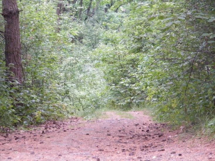 Козлин з panoramio.com - Козлин
