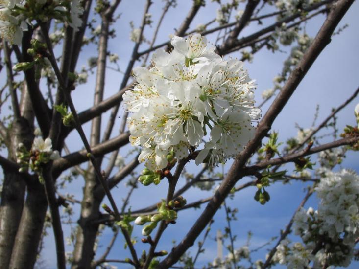 Долішнє Залуччя з panoramio.com - Долішнє Залуччя