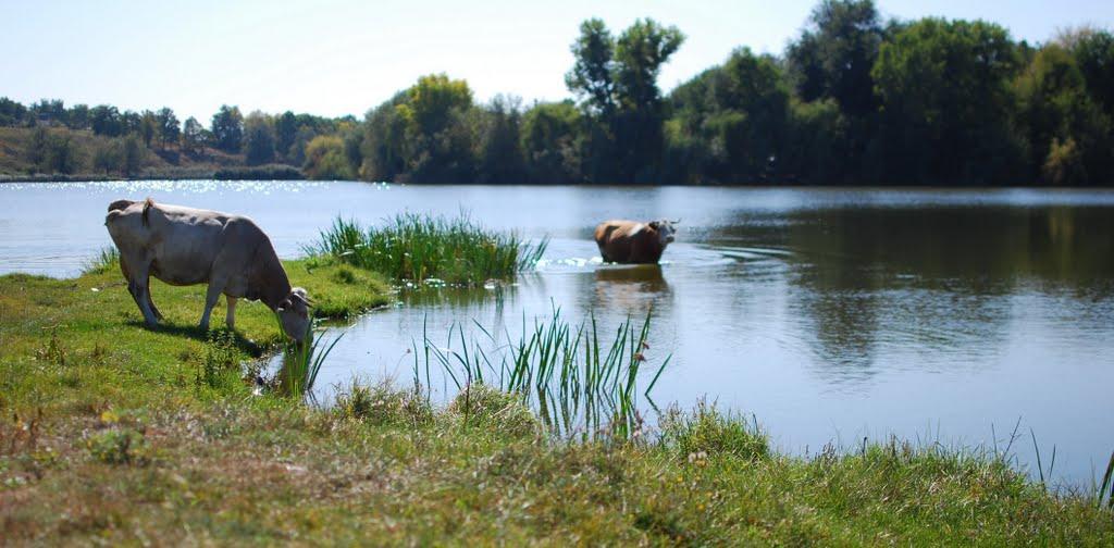 Ладижинка з panoramio.com - Ладижинка