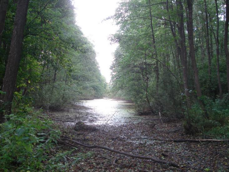 Княжичі з panoramio.com - Княжичи