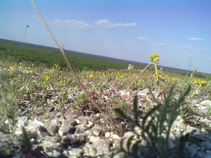 Пискунівка з panoramio.com - Pyskunivka