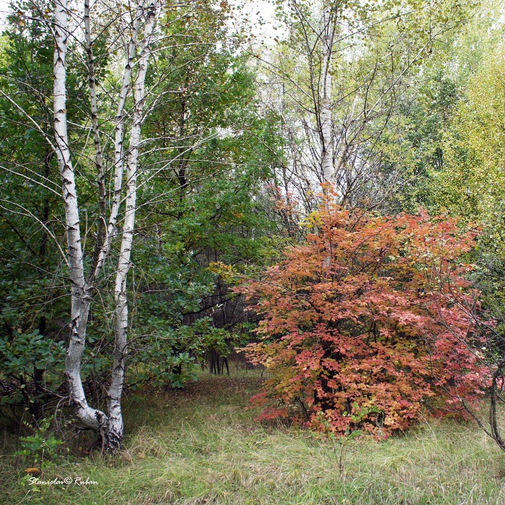 Зачепилівка з panoramio.com - Зачепилівка