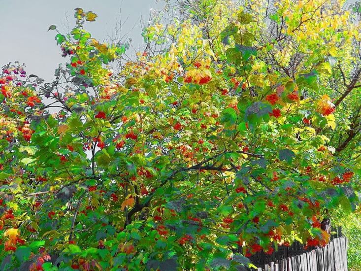 Польове з panoramio.com - Польове