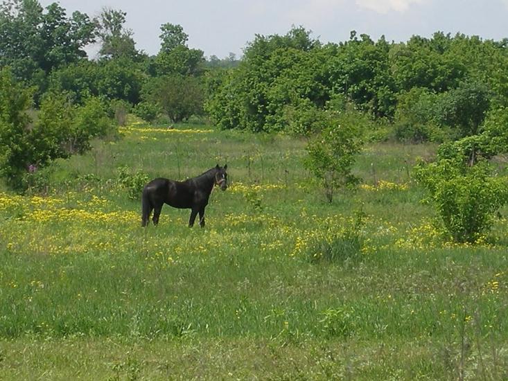 Зайцеве з panoramio.com - Зайцеве