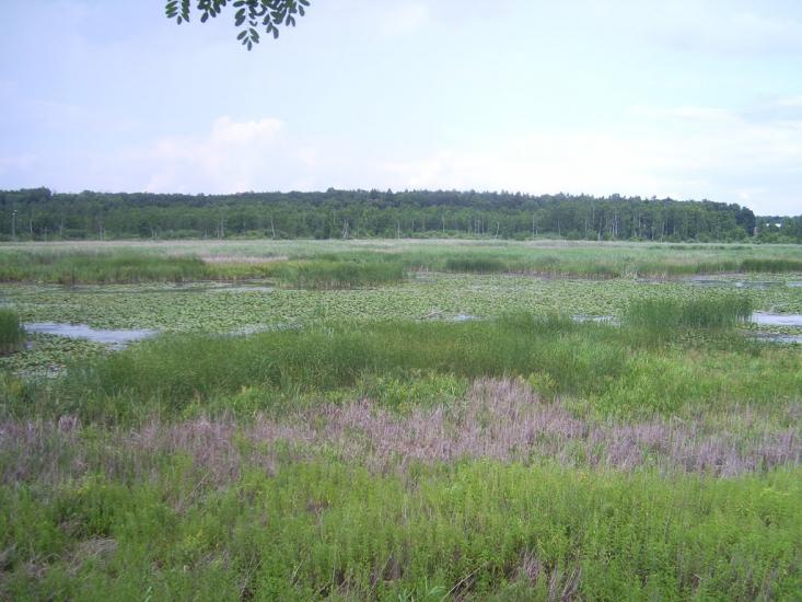 Хрінівка з panoramio.com - Khrinivka